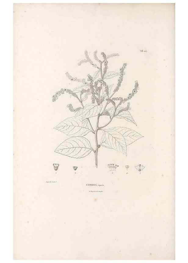 Reproducción/Reproduction 49521017483: Nova genera et species plantarum :. Antverpiae :Ex officina Christophori Plantini ...,1576.. 