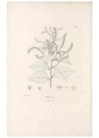 Reproducción/Reproduction 49521017483: Nova genera et species plantarum :. Antverpiae :Ex officina Christophori Plantini ...,1576.. 