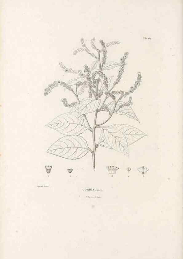 Reproducción/Reproduction 49521017483: Nova genera et species plantarum :. Antverpiae :Ex officina Christophori Plantini ...,1576.. 