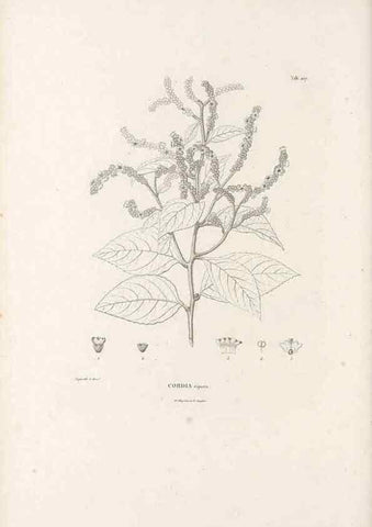 Reproducción/Reproduction 49521017483: Nova genera et species plantarum :. Antverpiae :Ex officina Christophori Plantini ...,1576.. 