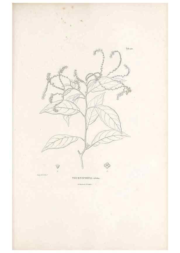 Reproducción/Reproduction 49521752767: Nova genera et species plantarum :. Antverpiae :Ex officina Christophori Plantini ...,1576.. 