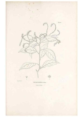 Reproducción/Reproduction 49521752767: Nova genera et species plantarum :. Antverpiae :Ex officina Christophori Plantini ...,1576.. 