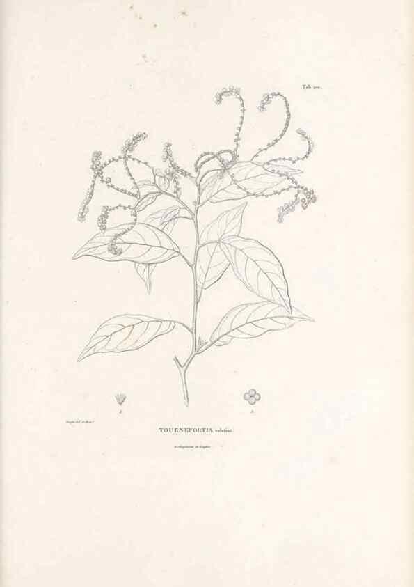 Reproducción/Reproduction 49521752767: Nova genera et species plantarum :. Antverpiae :Ex officina Christophori Plantini ...,1576.. 
