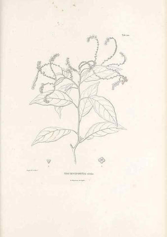Reproducción/Reproduction 49521752767: Nova genera et species plantarum :. Antverpiae :Ex officina Christophori Plantini ...,1576.. 