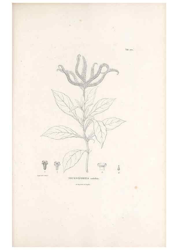 Reproducción/Reproduction 49521018208: Nova genera et species plantarum :. Antverpiae :Ex officina Christophori Plantini ...,1576.. 