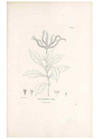 Reproducción/Reproduction 49521018208: Nova genera et species plantarum :. Antverpiae :Ex officina Christophori Plantini ...,1576.. 