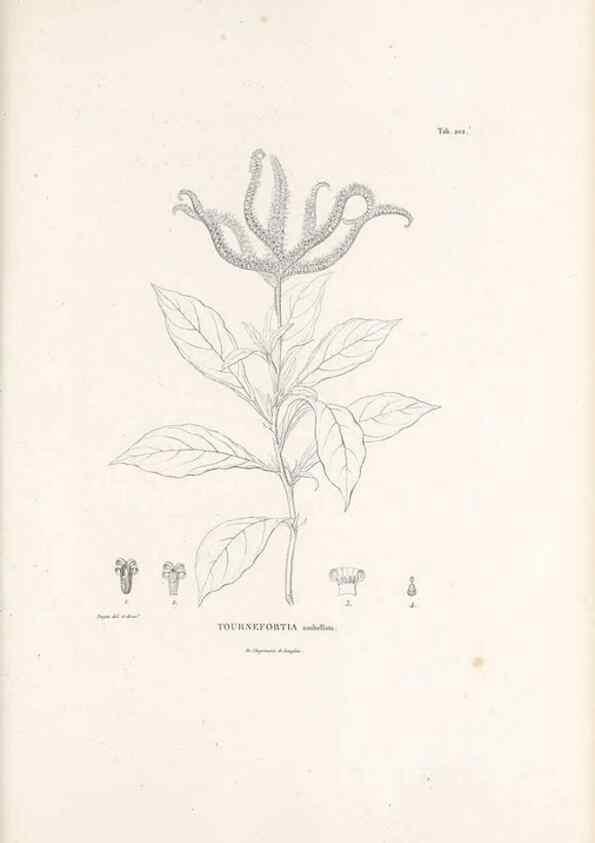 Reproducción/Reproduction 49521018208: Nova genera et species plantarum :. Antverpiae :Ex officina Christophori Plantini ...,1576.. 