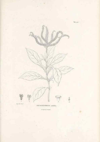 Reproducción/Reproduction 49521018208: Nova genera et species plantarum :. Antverpiae :Ex officina Christophori Plantini ...,1576.. 