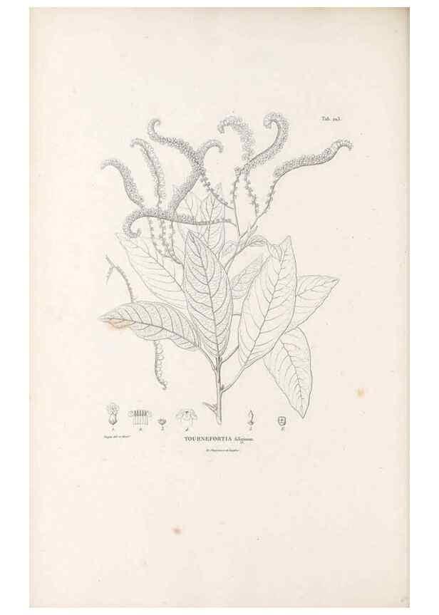 Reproducción/Reproduction 49521542941: Nova genera et species plantarum :. Antverpiae :Ex officina Christophori Plantini ...,1576.. 