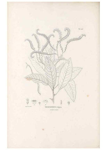 Reproducción/Reproduction 49521542941: Nova genera et species plantarum :. Antverpiae :Ex officina Christophori Plantini ...,1576.. 