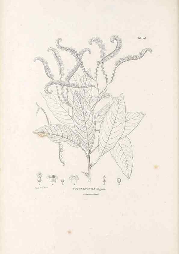 Reproducción/Reproduction 49521542941: Nova genera et species plantarum :. Antverpiae :Ex officina Christophori Plantini ...,1576.. 