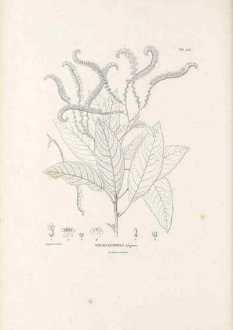 Reproducción/Reproduction 49521542941: Nova genera et species plantarum :. Antverpiae :Ex officina Christophori Plantini ...,1576.. 