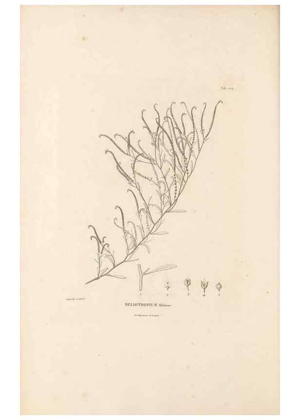 Reproducción/Reproduction 49521543951: Nova genera et species plantarum :. Antverpiae :Ex officina Christophori Plantini ...,1576.. 
