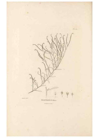Reproducción/Reproduction 49521543951: Nova genera et species plantarum :. Antverpiae :Ex officina Christophori Plantini ...,1576.. 
