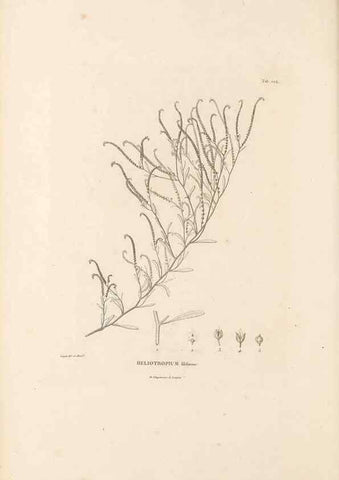 Reproducción/Reproduction 49521543951: Nova genera et species plantarum :. Antverpiae :Ex officina Christophori Plantini ...,1576.. 