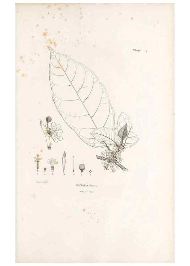 Reproducción/Reproduction 49521751037: Nova genera et species plantarum :. Antverpiae :Ex officina Christophori Plantini ...,1576.. 