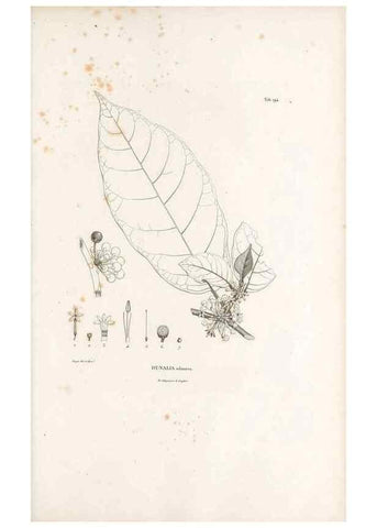 Reproducción/Reproduction 49521751037: Nova genera et species plantarum :. Antverpiae :Ex officina Christophori Plantini ...,1576.. 
