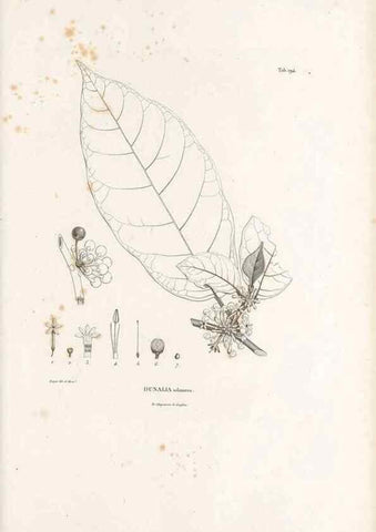 Reproducción/Reproduction 49521751037: Nova genera et species plantarum :. Antverpiae :Ex officina Christophori Plantini ...,1576.. 