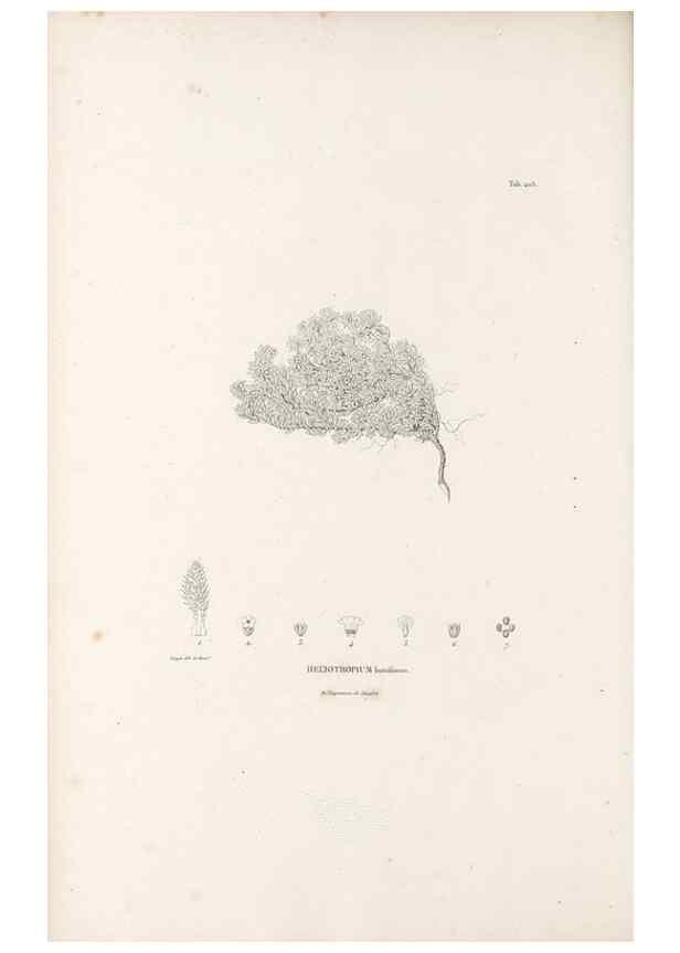 Reproducción/Reproduction 49521544226: Nova genera et species plantarum :. Antverpiae :Ex officina Christophori Plantini ...,1576.. 