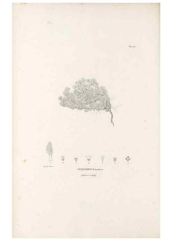 Reproducción/Reproduction 49521544226: Nova genera et species plantarum :. Antverpiae :Ex officina Christophori Plantini ...,1576.. 