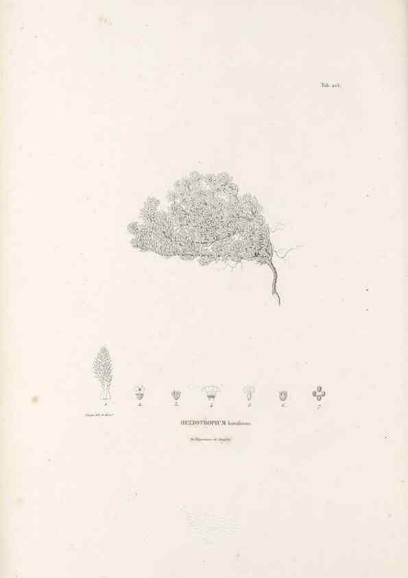 Reproducción/Reproduction 49521544226: Nova genera et species plantarum :. Antverpiae :Ex officina Christophori Plantini ...,1576.. 