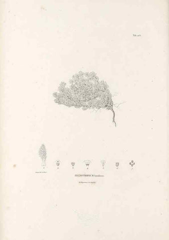 Reproducción/Reproduction 49521544226: Nova genera et species plantarum :. Antverpiae :Ex officina Christophori Plantini ...,1576.. 