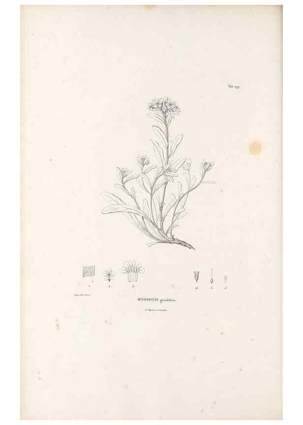Reproducción/Reproduction 49521544726: Nova genera et species plantarum :. Antverpiae :Ex officina Christophori Plantini ...,1576.. 