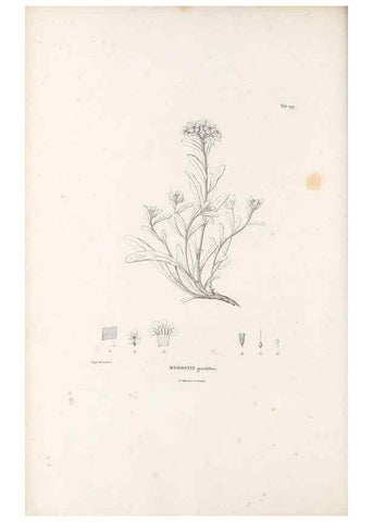 Reproducción/Reproduction 49521544726: Nova genera et species plantarum :. Antverpiae :Ex officina Christophori Plantini ...,1576.. 