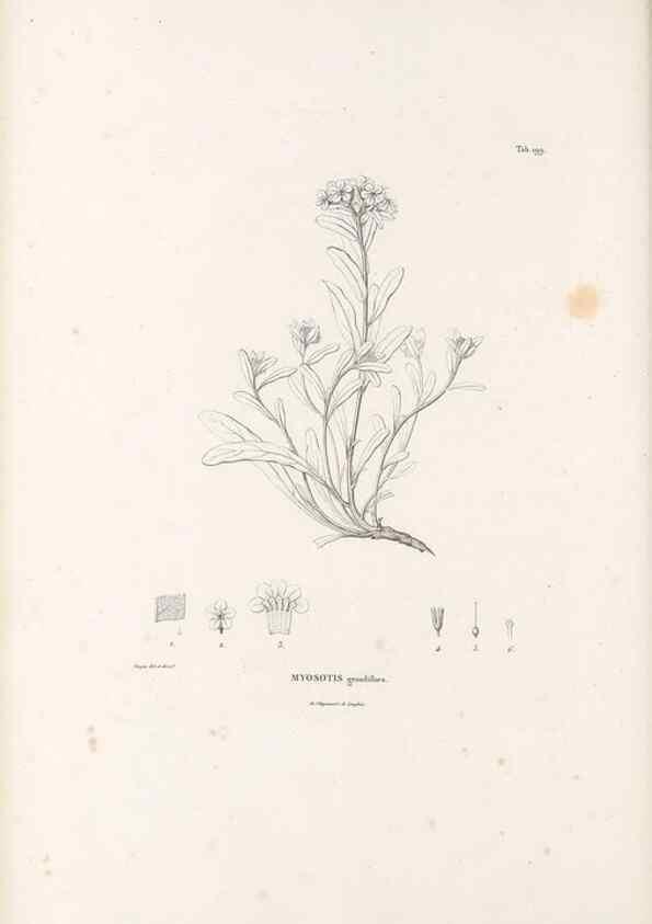 Reproducción/Reproduction 49521544726: Nova genera et species plantarum :. Antverpiae :Ex officina Christophori Plantini ...,1576.. 