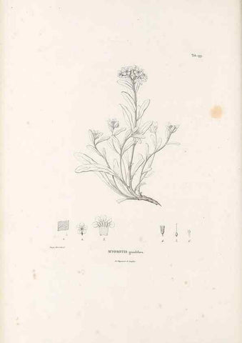 Reproducción/Reproduction 49521544726: Nova genera et species plantarum :. Antverpiae :Ex officina Christophori Plantini ...,1576.. 