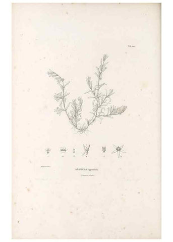 Reproducción/Reproduction 49521020573: Nova genera et species plantarum :. Antverpiae :Ex officina Christophori Plantini ...,1576.. 