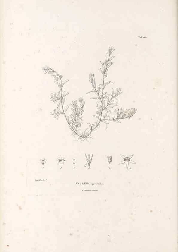 Reproducción/Reproduction 49521020573: Nova genera et species plantarum :. Antverpiae :Ex officina Christophori Plantini ...,1576.. 