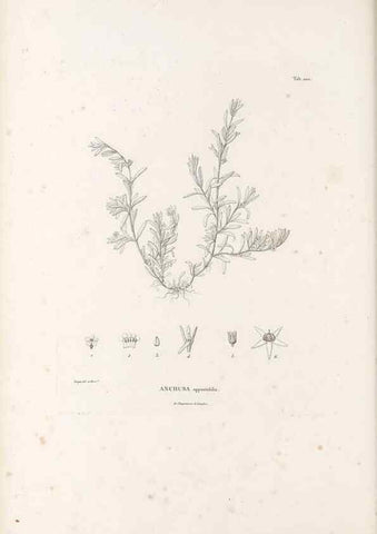 Reproducción/Reproduction 49521020573: Nova genera et species plantarum :. Antverpiae :Ex officina Christophori Plantini ...,1576.. 