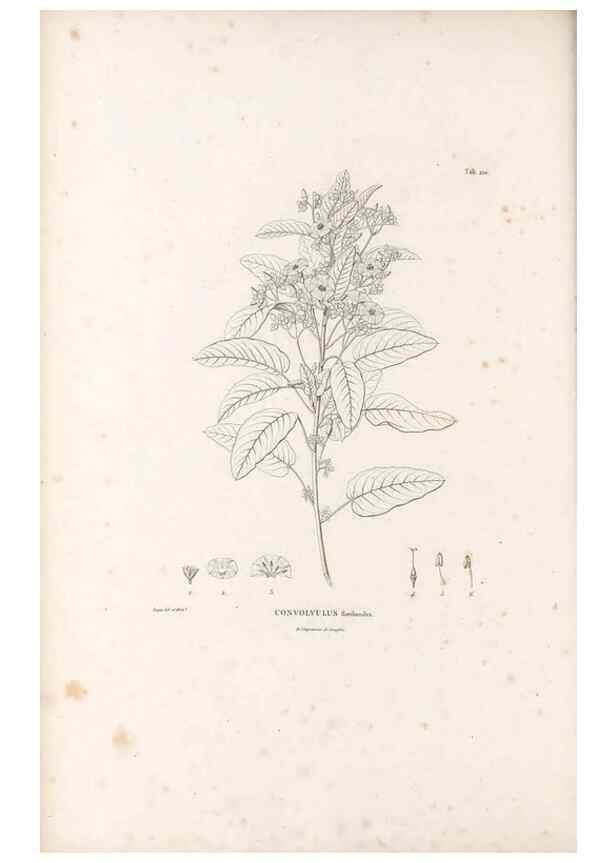 Reproducción/Reproduction 49521756132: Nova genera et species plantarum :. Antverpiae :Ex officina Christophori Plantini ...,1576.. 