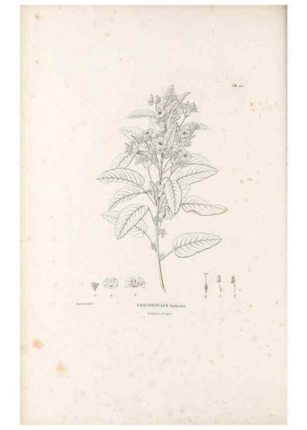 Reproducción/Reproduction 49521756132: Nova genera et species plantarum :. Antverpiae :Ex officina Christophori Plantini ...,1576.. 