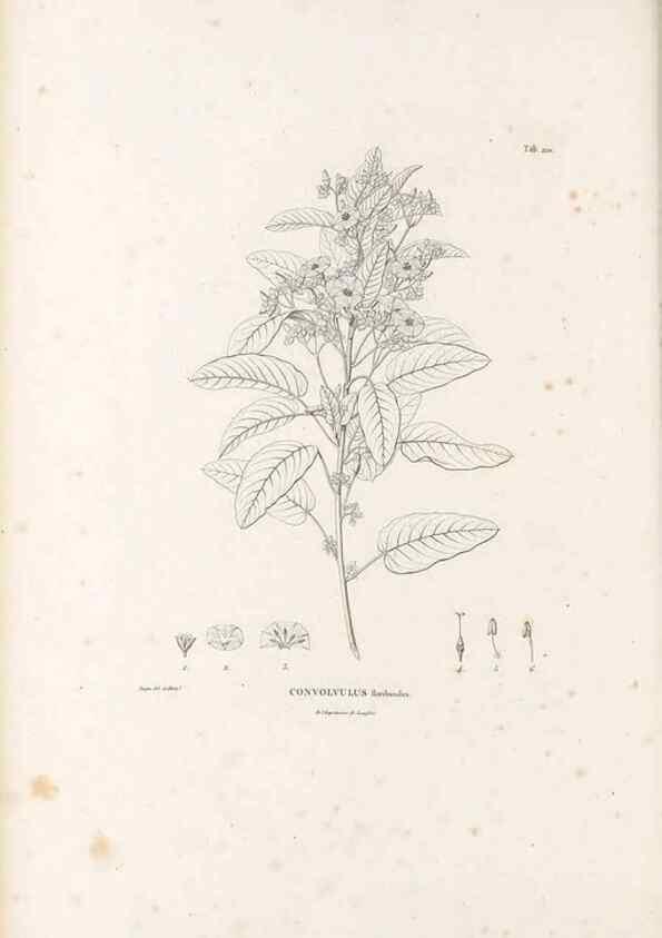Reproducción/Reproduction 49521756132: Nova genera et species plantarum :. Antverpiae :Ex officina Christophori Plantini ...,1576.. 