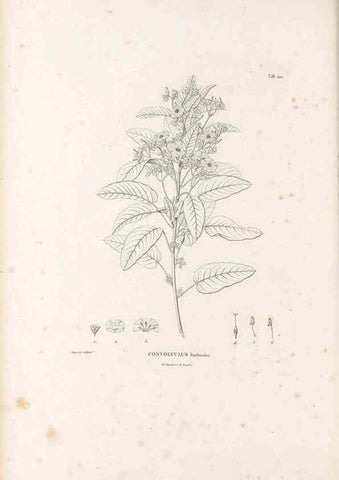 Reproducción/Reproduction 49521756132: Nova genera et species plantarum :. Antverpiae :Ex officina Christophori Plantini ...,1576.. 