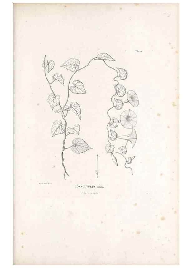 Reproducción/Reproduction 49521545601: Nova genera et species plantarum :. Antverpiae :Ex officina Christophori Plantini ...,1576.. 