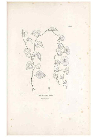 Reproducción/Reproduction 49521545601: Nova genera et species plantarum :. Antverpiae :Ex officina Christophori Plantini ...,1576.. 