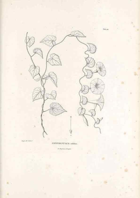 Reproducción/Reproduction 49521545601: Nova genera et species plantarum :. Antverpiae :Ex officina Christophori Plantini ...,1576.. 