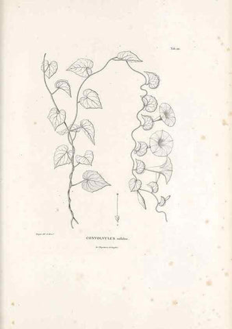 Reproducción/Reproduction 49521545601: Nova genera et species plantarum :. Antverpiae :Ex officina Christophori Plantini ...,1576.. 