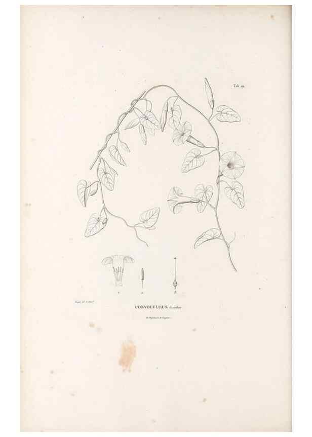 Reproducción/Reproduction 49521756707: Nova genera et species plantarum :. Antverpiae :Ex officina Christophori Plantini ...,1576.. 