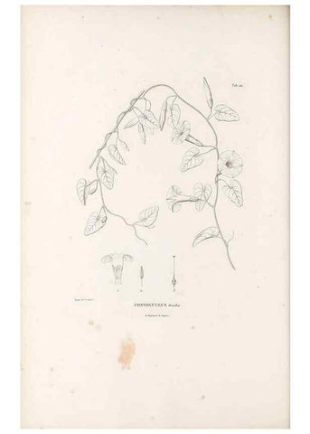 Reproducción/Reproduction 49521756707: Nova genera et species plantarum :. Antverpiae :Ex officina Christophori Plantini ...,1576.. 