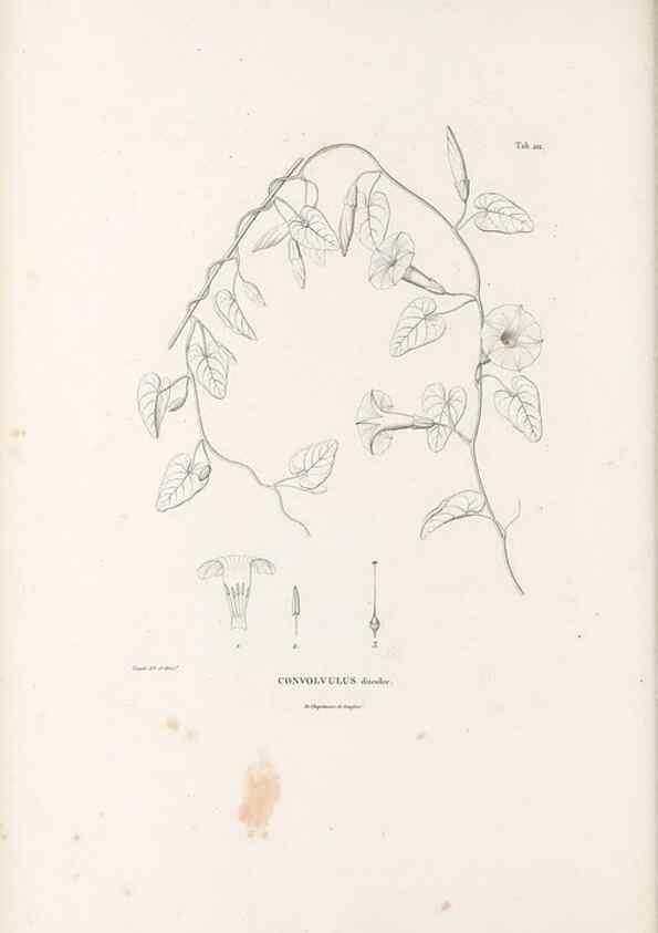 Reproducción/Reproduction 49521756707: Nova genera et species plantarum :. Antverpiae :Ex officina Christophori Plantini ...,1576.. 