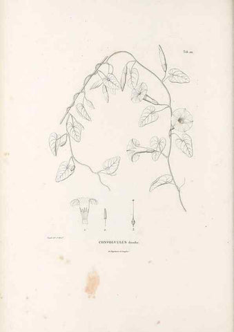 Reproducción/Reproduction 49521756707: Nova genera et species plantarum :. Antverpiae :Ex officina Christophori Plantini ...,1576.. 
