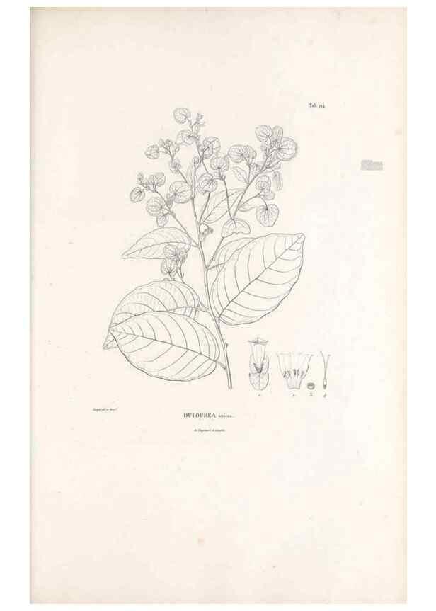 Reproducción/Reproduction 49521546261: Nova genera et species plantarum :. Antverpiae :Ex officina Christophori Plantini ...,1576.. 