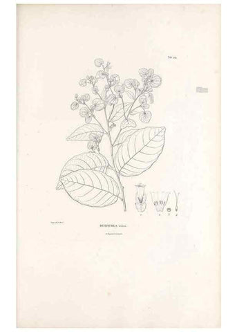 Reproducción/Reproduction 49521546261: Nova genera et species plantarum :. Antverpiae :Ex officina Christophori Plantini ...,1576.. 
