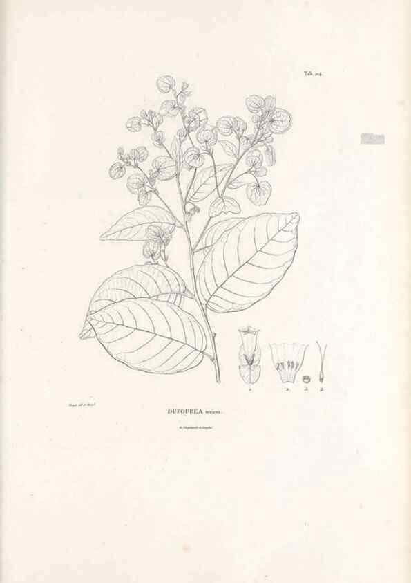 Reproducción/Reproduction 49521546261: Nova genera et species plantarum :. Antverpiae :Ex officina Christophori Plantini ...,1576.. 