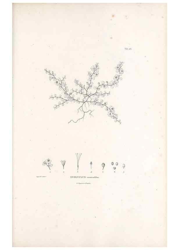 Reproducción/Reproduction 49521546656: Nova genera et species plantarum :. Antverpiae :Ex officina Christophori Plantini ...,1576.. 