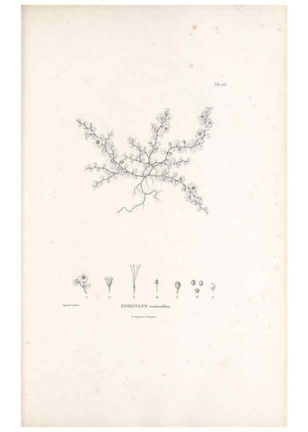Reproducción/Reproduction 49521546656: Nova genera et species plantarum :. Antverpiae :Ex officina Christophori Plantini ...,1576.. 